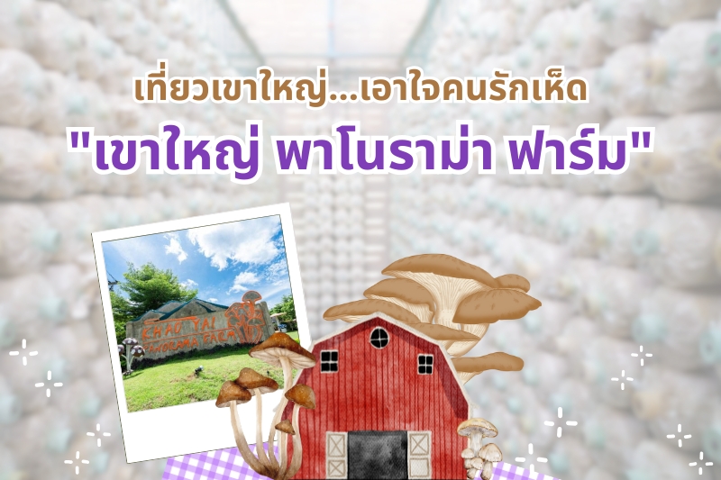 เที่ยวเขาใหญ่…เอาใจคนรักเห็ด! ที่ “เขาใหญ่ พาโนราม่า ฟาร์ม”