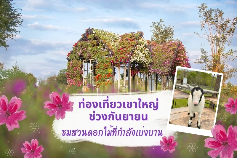 ท่องเที่ยวเขาใหญ่ช่วงกันยาชมสวนดอกไม้ที่กำลังเบ่งบาน