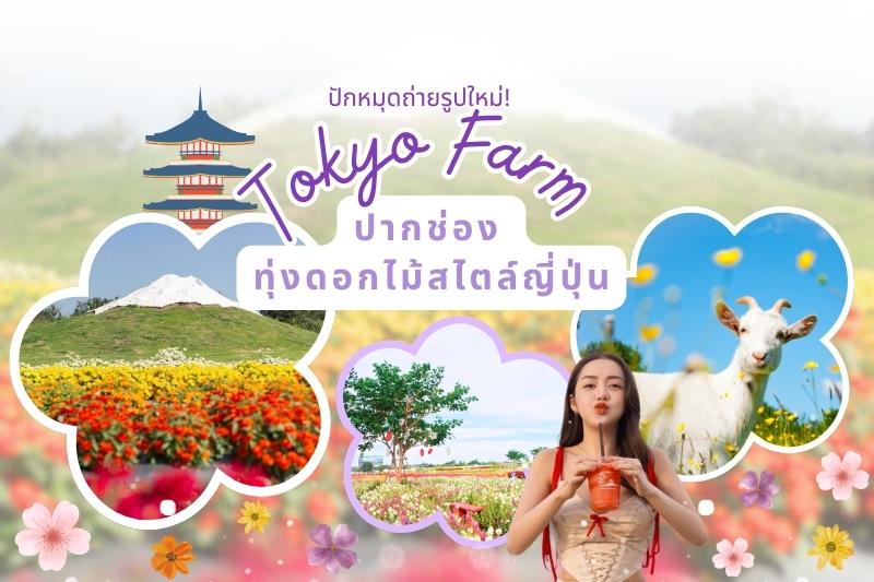 ปักหมุดถ่ายรูปใหม่! Tokyo Farm ปากช่อง ทุ่งดอกไม้สไตล์ญี่ปุ่น